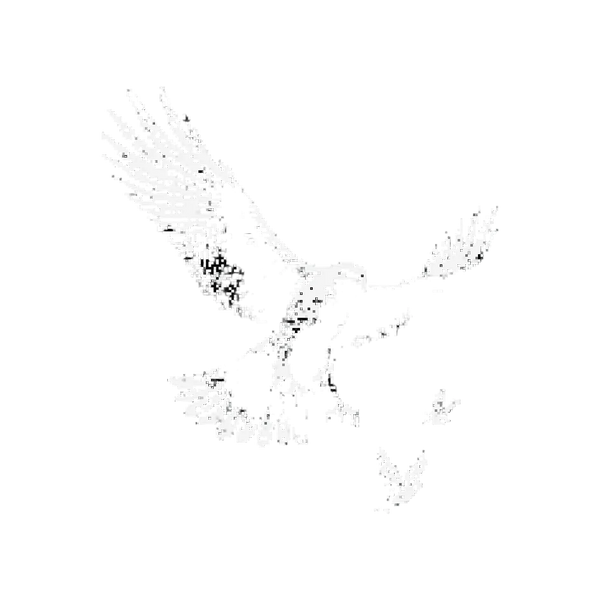HAVIK© – a Bird of Prey-Inspired Clothing Company